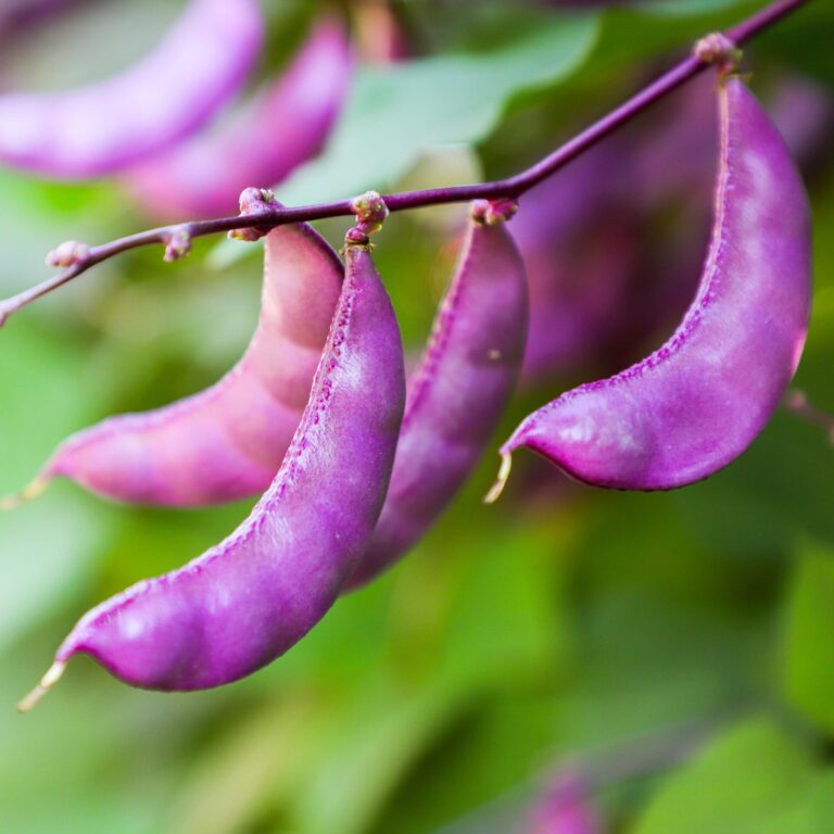 Purple & White Lima Bean Seeds for Planting