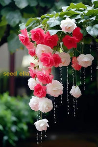 Weeping Pink Flower Seeds For Planting - Enhance Your Garden