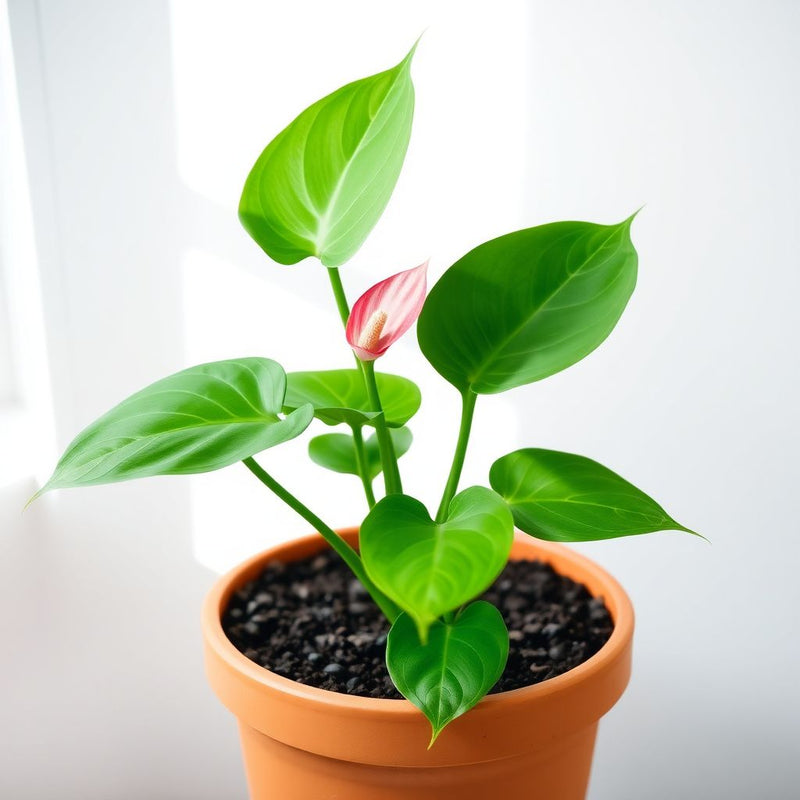 Anthurium Violet Perennial Flower Seeds for Planting