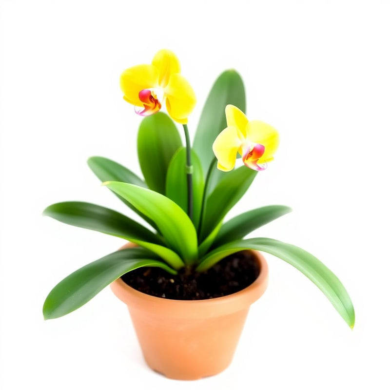 Yellow Phalaenopsis Orchid Flower seeds for Planting Seasonal Bloomer Heirloom & GMO Free Seeds for Home Garden