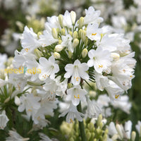 White Agapanthus Flower Seeds For Planting - Stunning Perennial Blooms