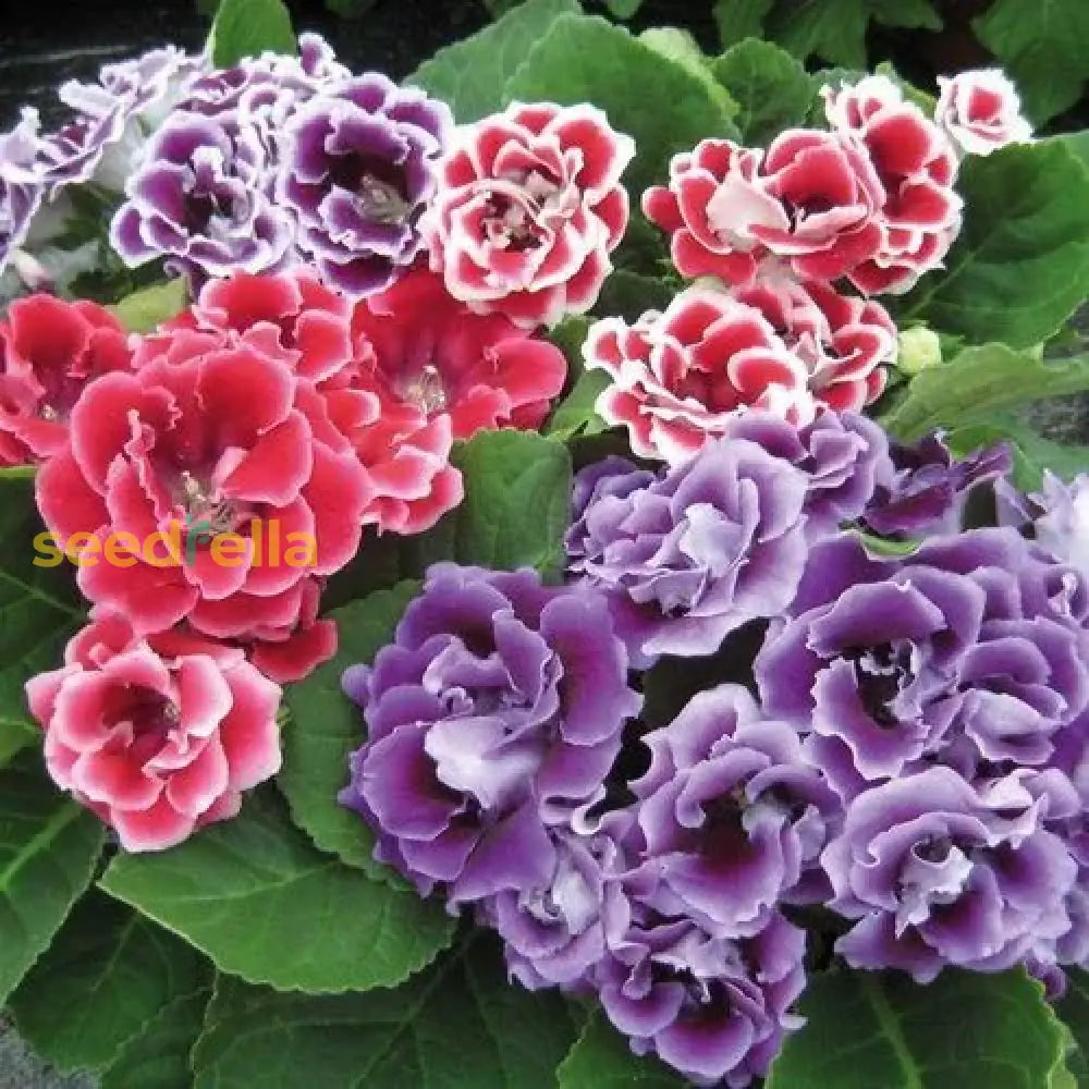 White And Pink Gloxinia Seeds For Planting Flower