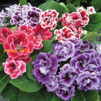 White And Pink Gloxinia Seeds For Planting Flower