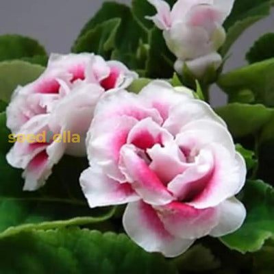 100 Pcs
