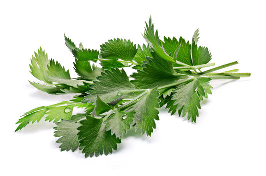 White Anise plant with small white flowers and aromatic foliage