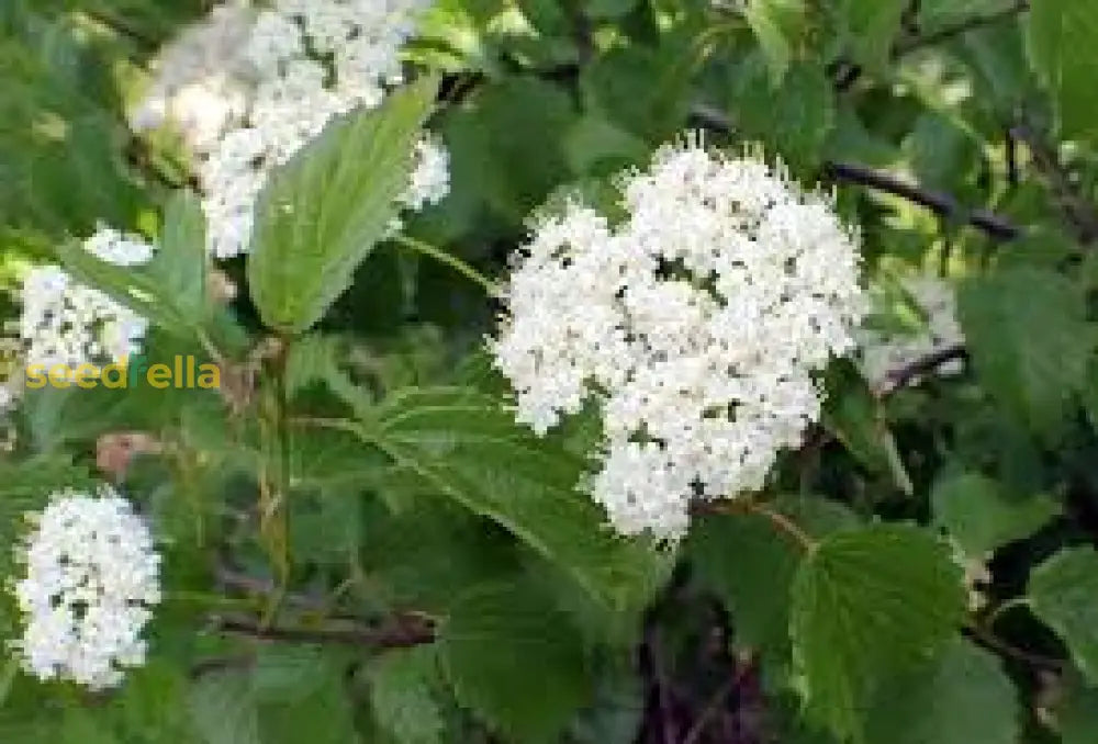 White Arrowwood Flower Seeds For Planting - Easy Growing Garden