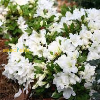 100 Pcs
