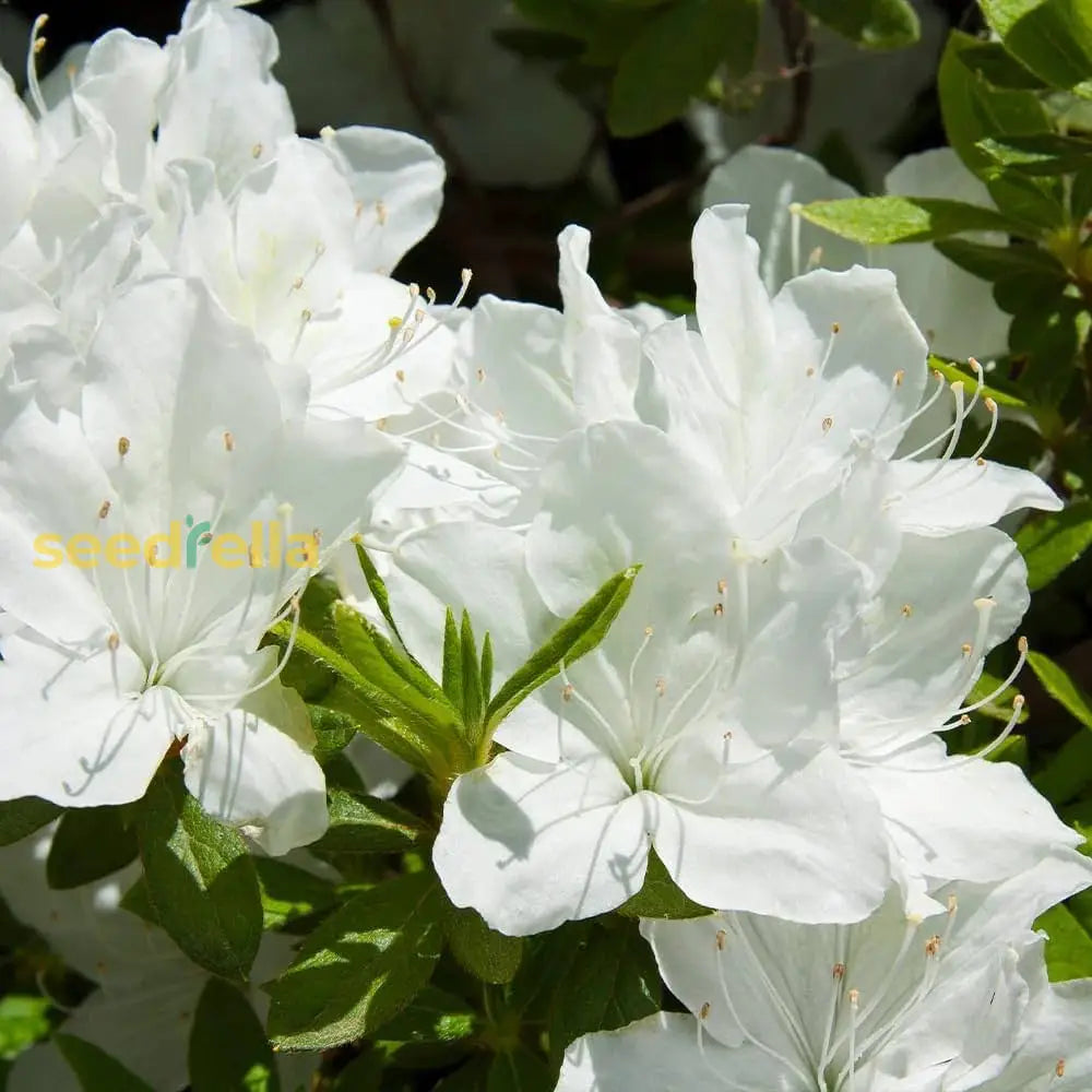 White Azalea Tree Seeds For Beautiful Garden Planting - Stunning Blossoms And Outdoor Charm Flower
