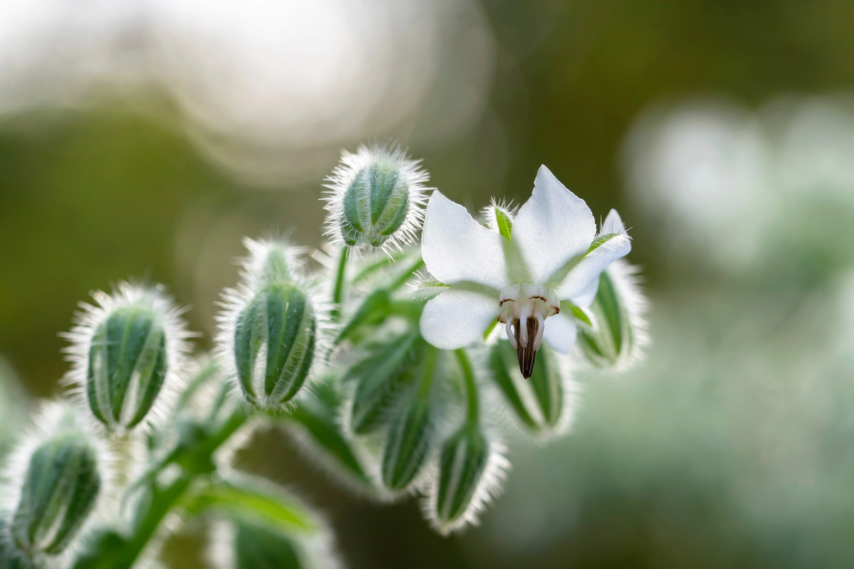 White Borage seeds sprouting into seedlings