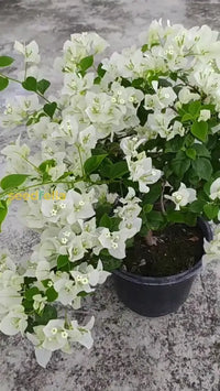 White Bougainvillea Kousa Flower Seeds For Planting | Elegant Flowering Beautiful Gardens