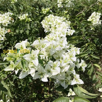 White Bougainvillea Kousa Flower Seeds For Planting | Elegant Flowering Beautiful Gardens