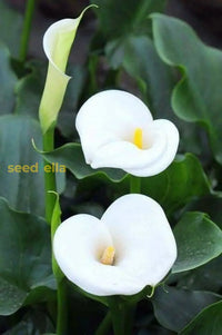 White Calla Lily Seeds For Planting Flower