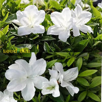White Catawba Flower Seeds
