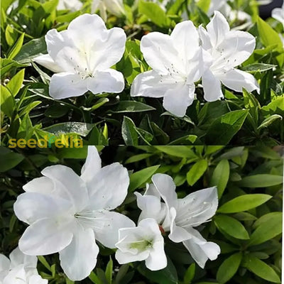 100 Pcs