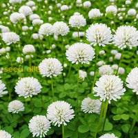White Clover Seeds For Planting: Premium Flower Collection