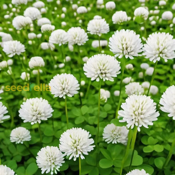 White Clover Seeds For Planting: Premium Flower Collection