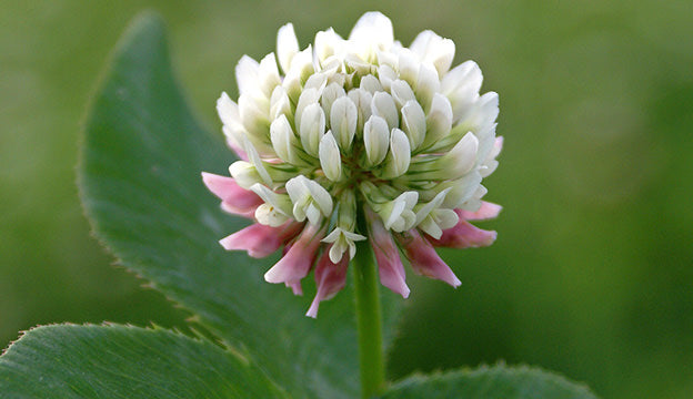White Clover Seeds for Planting: Premium Flower Collection