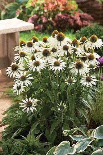 Mature White Coneflower Plants in Full Bloom