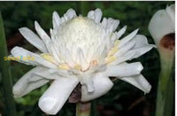 White Etlingera Elatior Flower Seeds For Planting  Tropical Beauty