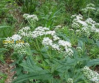 White Eupatorium Perfoliatum Planting Seeds