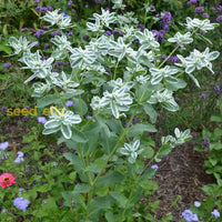 White Euphorbia Marginata For Beautiful Landscaping - Seeds Vibrant Greenery Flower