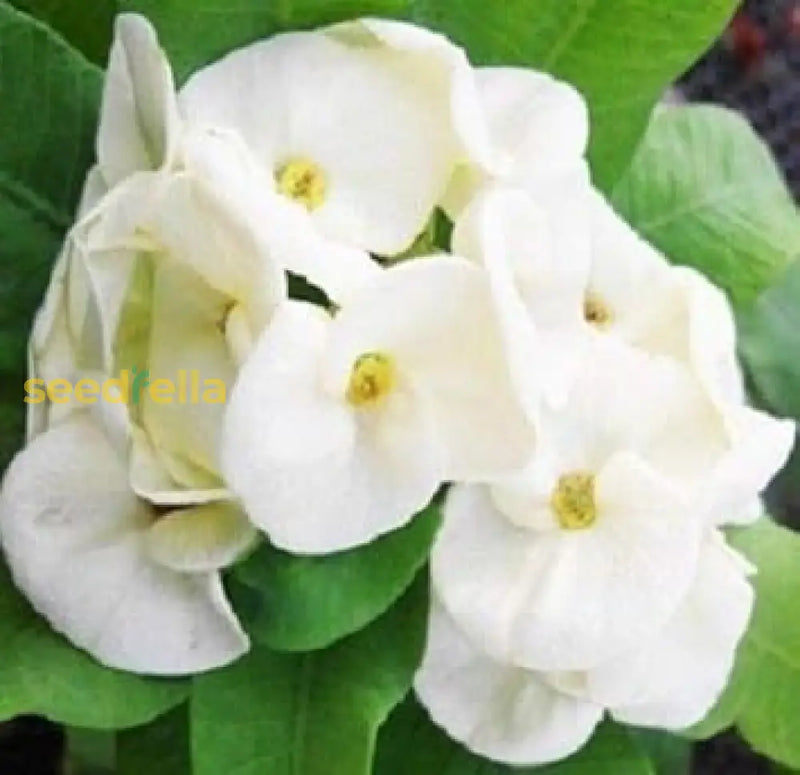 White Euphorbia Milii Seeds For Planting - Elegant Flower A Stunning Garden