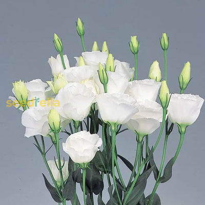 100 Pcs