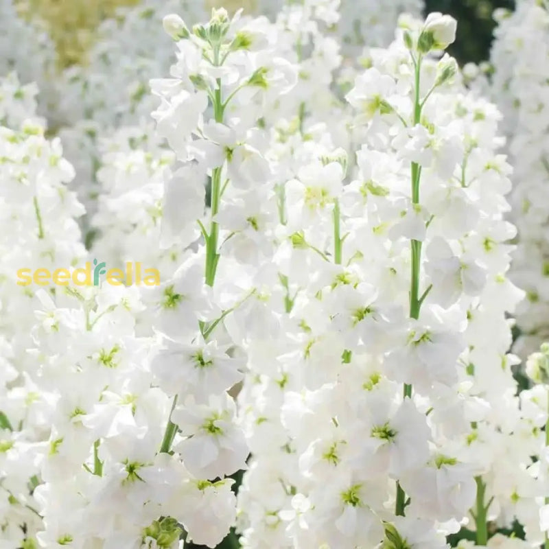 White Evening Stock Flower Planting For Lush Blooms In Your Garden Seeds Stunning Nighttime