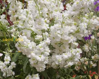 White Evening Stock Flower Planting For Lush Blooms In Your Garden  Seeds Stunning Nighttime
