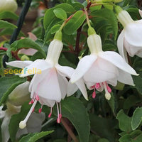 White Fuchsia Flower Seeds For Planting - Gorgeous Annual Blooms