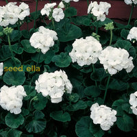 White Geranium Flower Seeds For Planting | Easy-To-Grow Annual