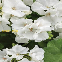 White Geranium Flower Seeds For Planting | Easy-To-Grow Annual