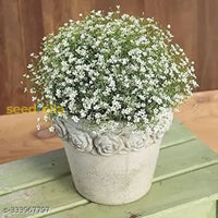 White Gypsophila Repens Plant Seeds For Vibrant Garden Displays Flower