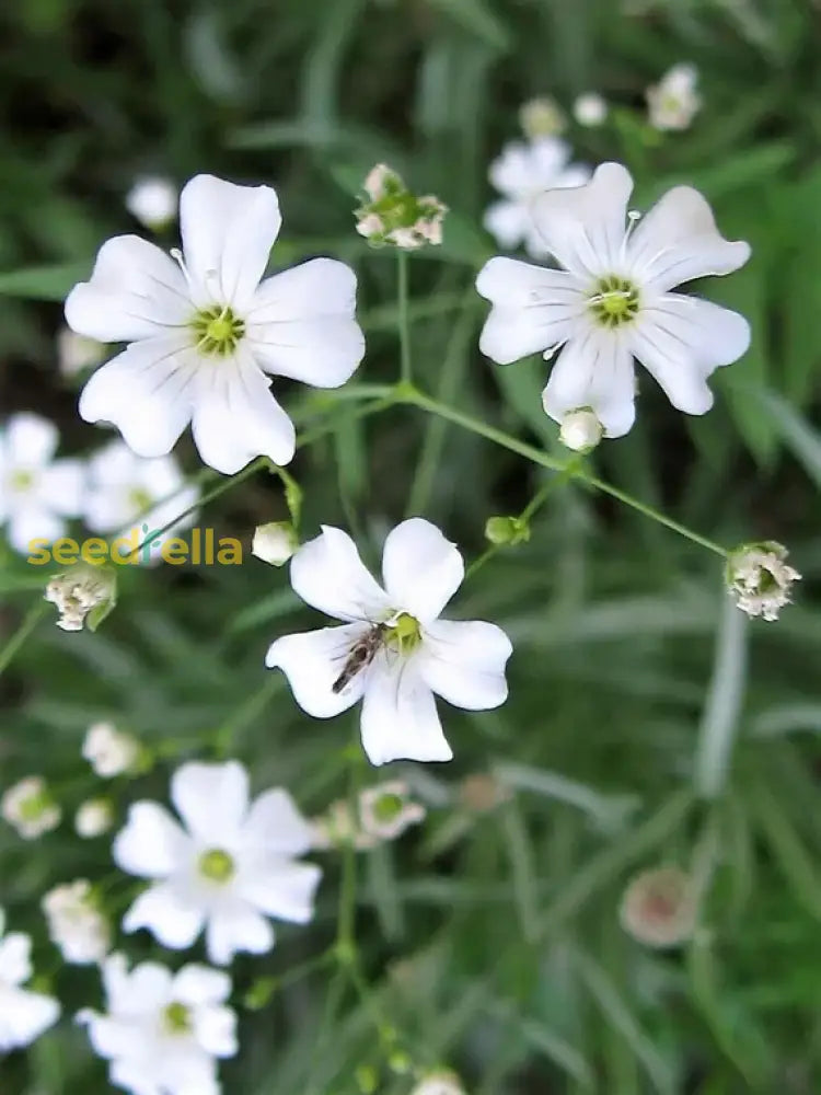 White Gypsophila Seeds For Planting  Seed Creating Elegant Florals In Your Garden Flower