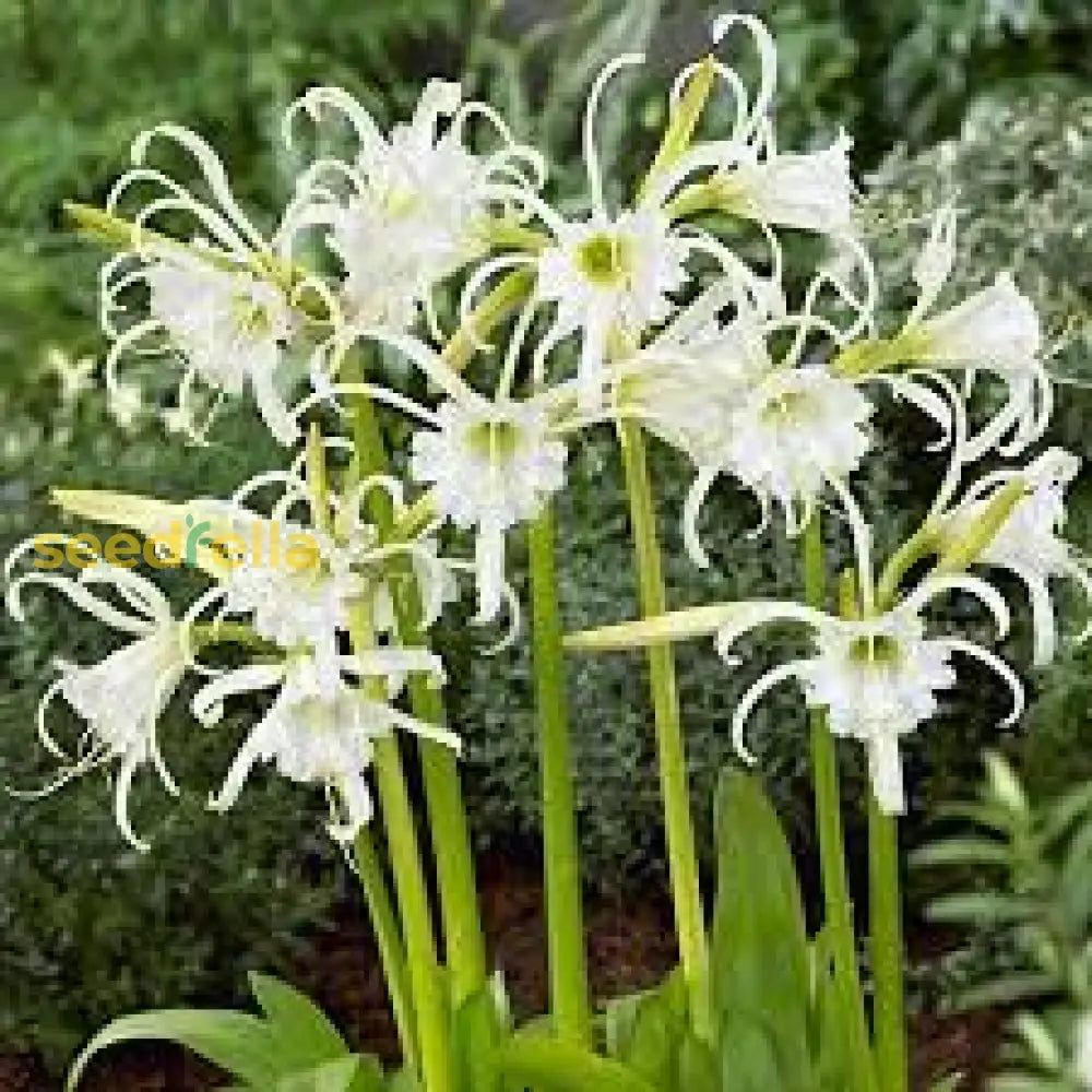 White Lycoris Radiata Flower Seeds - Elegant Planting For Beautiful Gardens