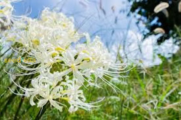 White Lycoris Radiata Flower Seeds - Elegant Planting For Beautiful Gardens