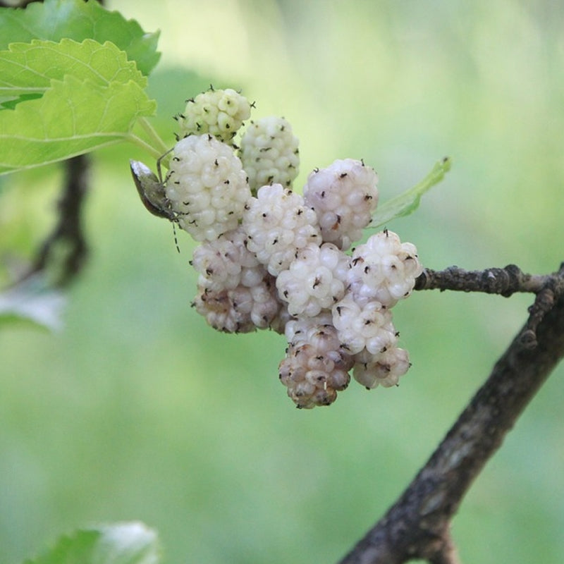 White Mulberry (Morus alba) seeds for planting