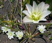 White Nevadensis Flower Seeds For Planting | Elegant Blooms Your Garden