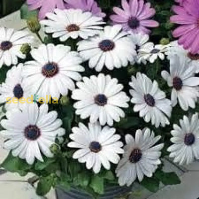 100 Pcs