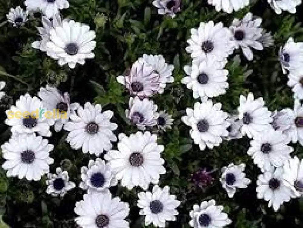 White Osteospermum Flower Seeds For Easy Planting