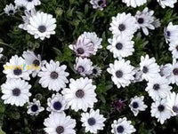 White Osteospermum Flower Seeds For Easy Planting