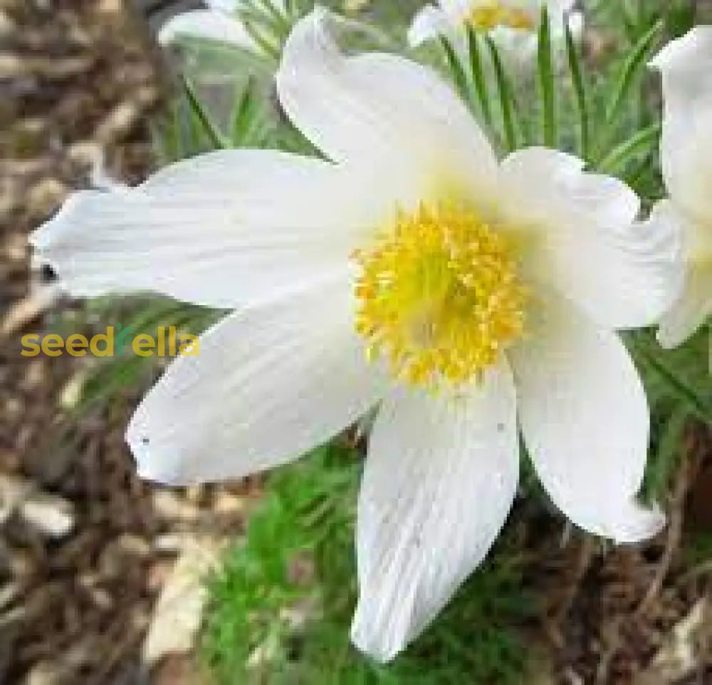 White Pasque Flower For Planting  Seeds Elegant Blossoms And Lush Garden Growth