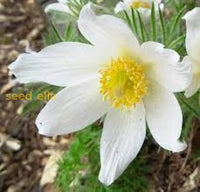 White Pasque Flower For Planting  Seeds Elegant Blossoms And Lush Garden Growth