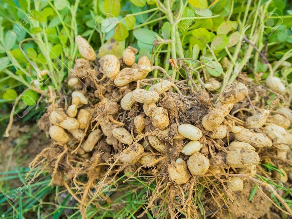 Harvest-ready White Peanuts from seeds
