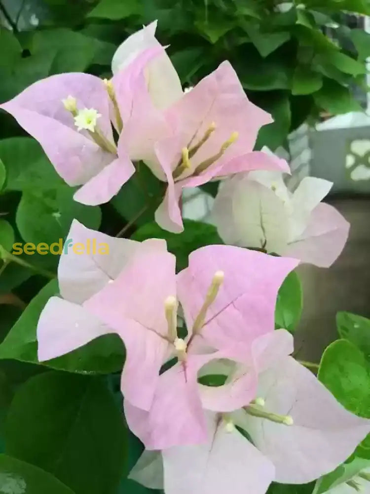 White Pink Bougainvillea Flower Seeds for Planting  Seed for Vibrant and Lush Blooms