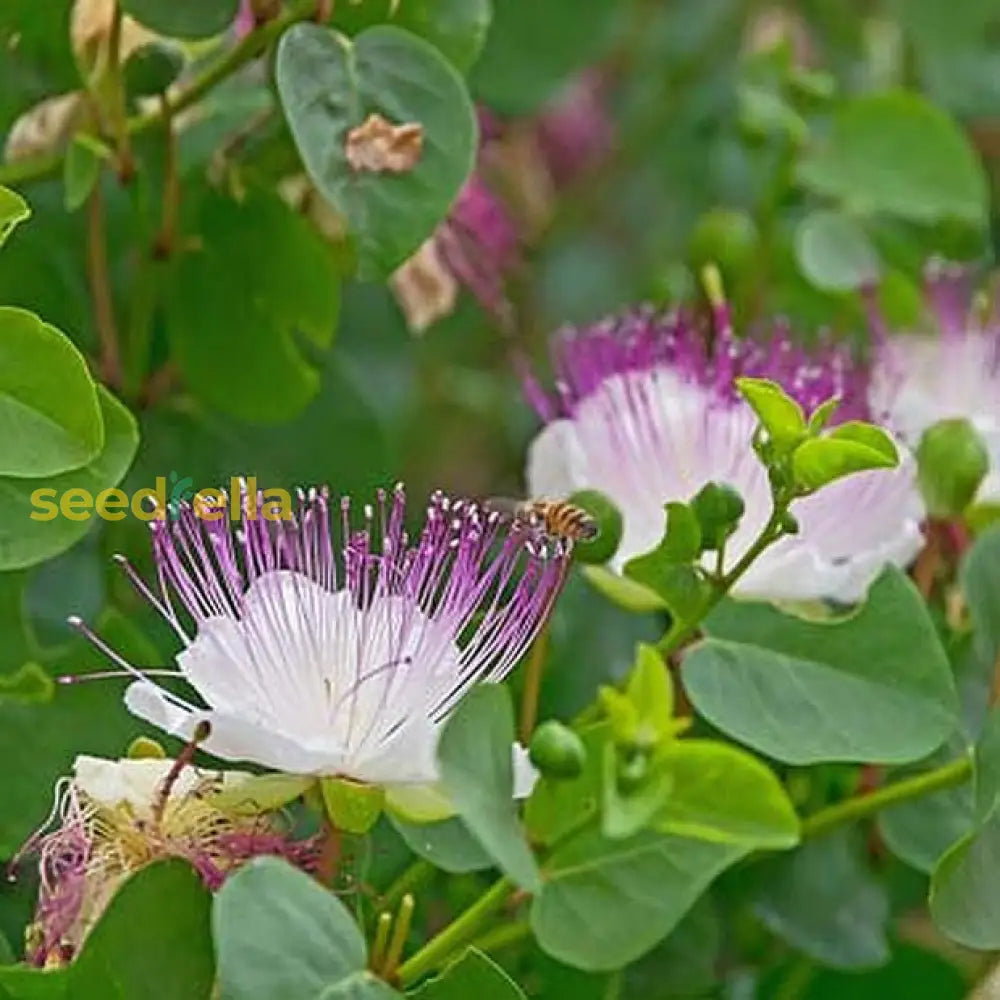 White Pink Capparis Spinosa Seeds For Planting  Ideal Gardens And Pots With Unique Blooms Flower
