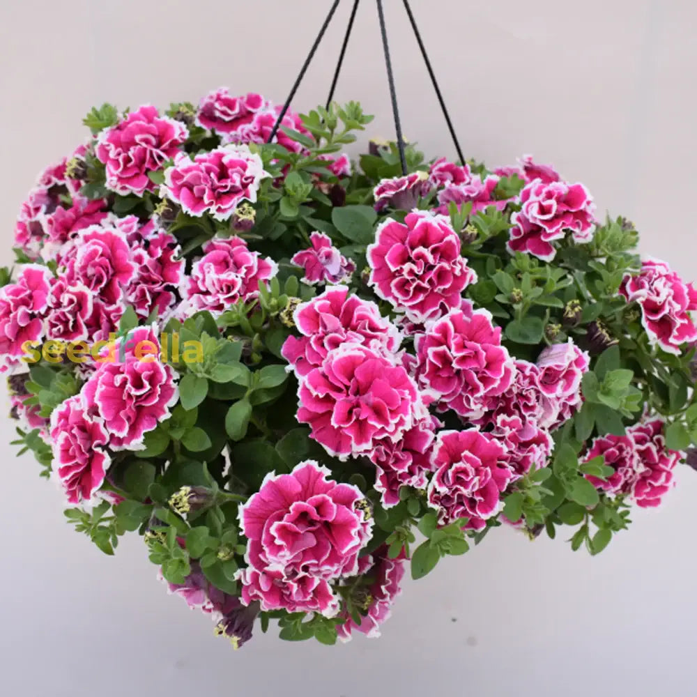 White Pink Double Petunia Flower Seeds For Planting  Seed Lush Blooms Ideal Garden Beautification