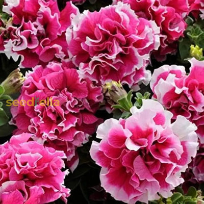 100 Pcs