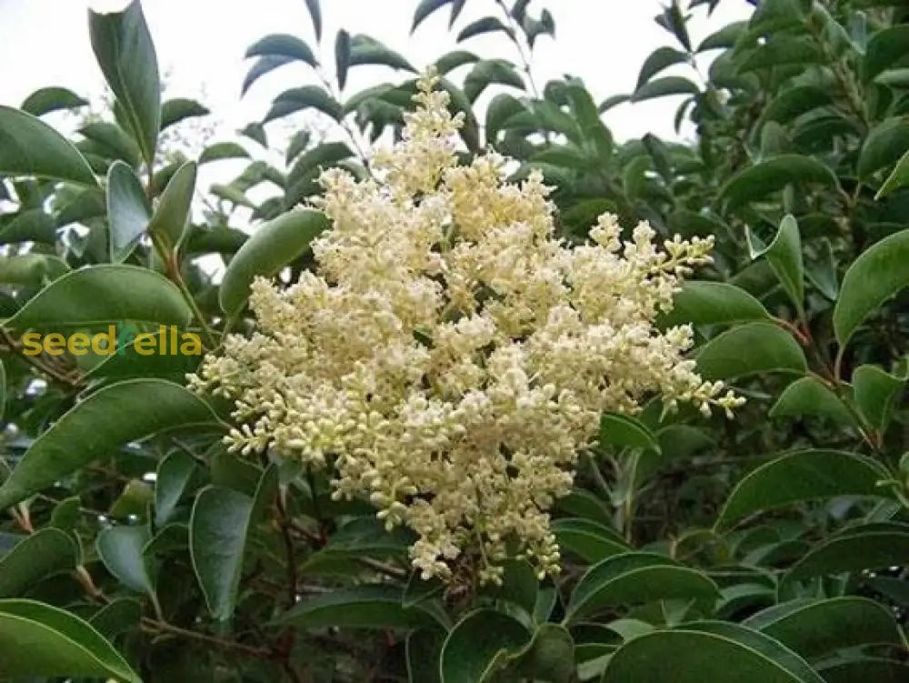 White Privet Flower Seeds For Planting  Enhance Your Garden