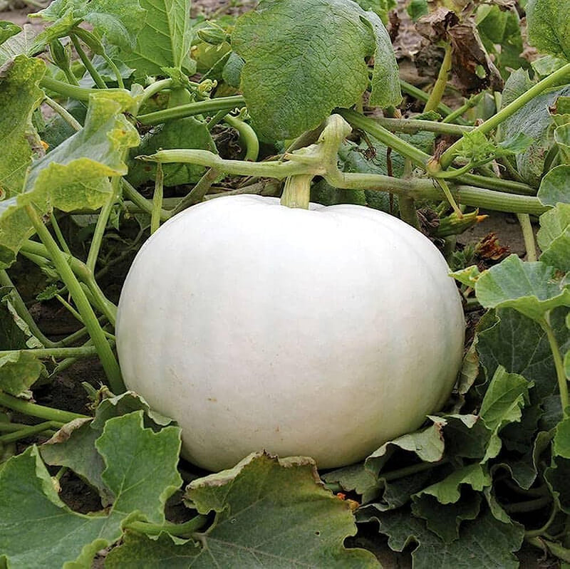 White pumpkin seeds for planting